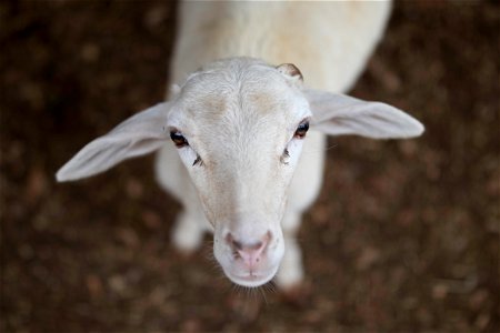 Goat Animal photo