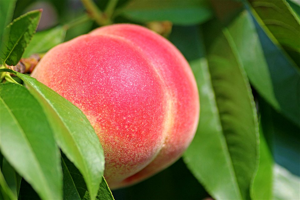 Peach Fruits Food photo