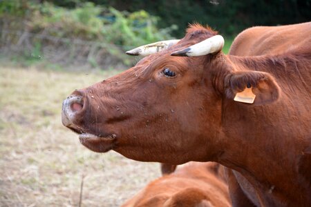 Moo cow armorican ruminant