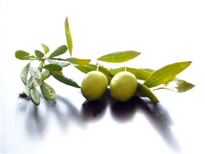 Olive Plant photo
