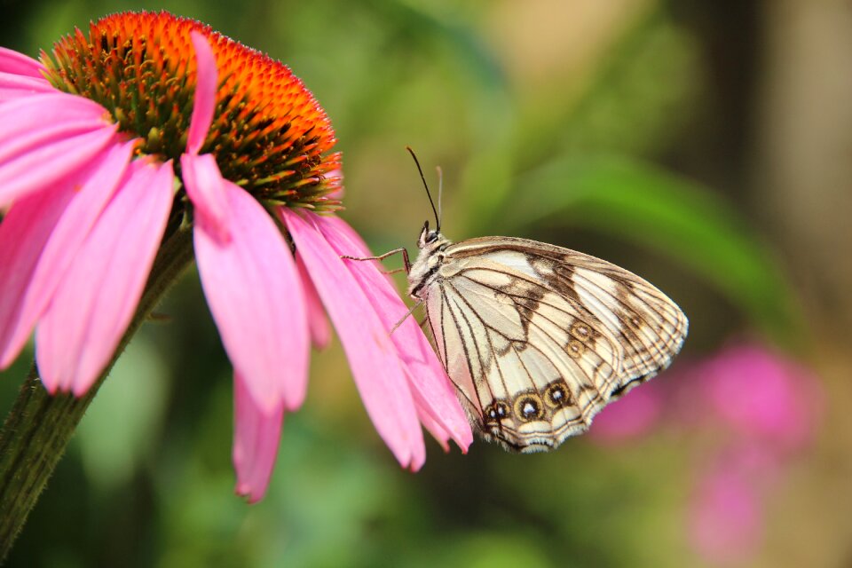 Insect nature closeup