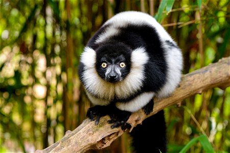 Black And White Ruffed Lemur photo