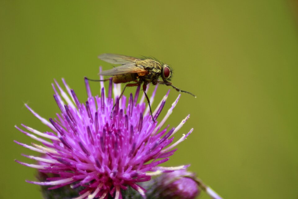 Nature flower flight insect