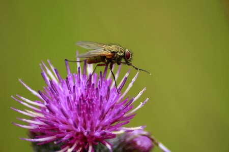Nature flower flight insect