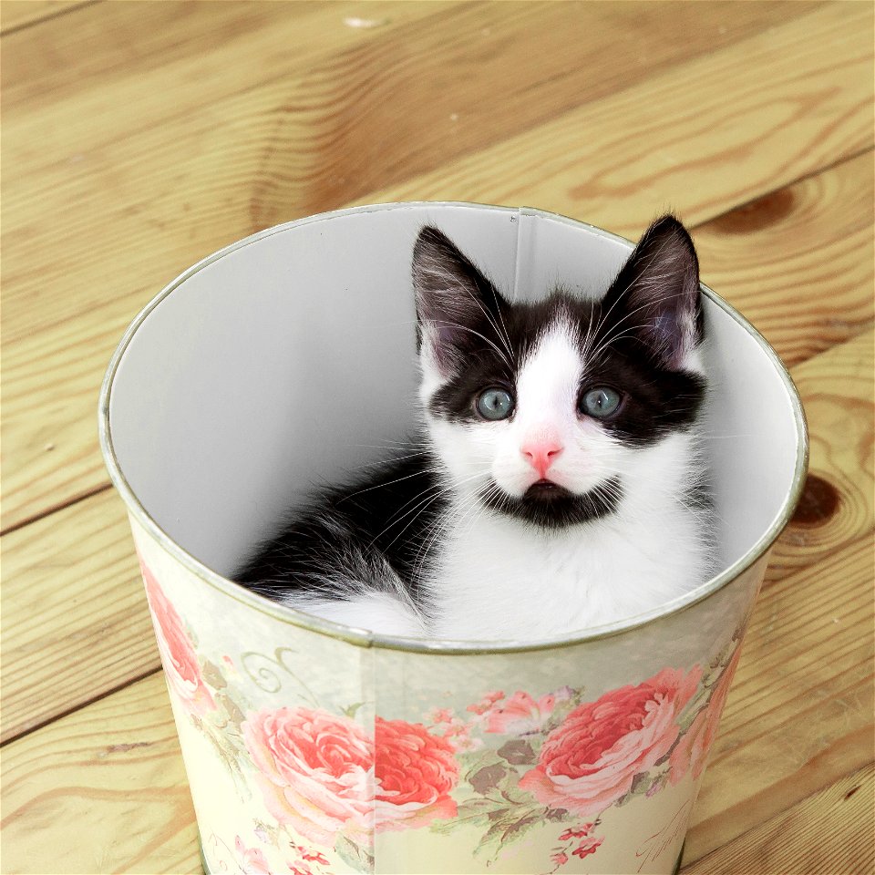 Cat Animal Kitten