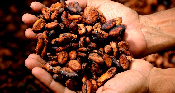 Cocoa Beans Cacao Hands photo