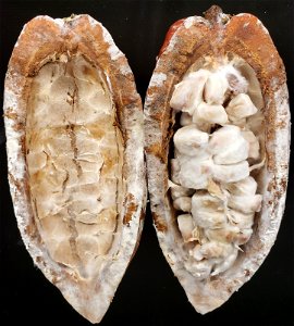 Cacao Pod photo