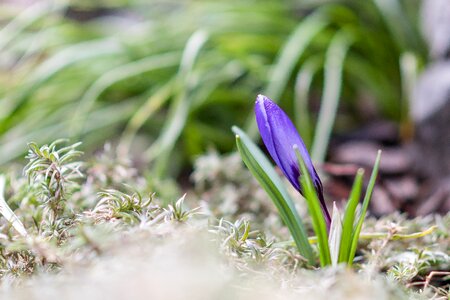 Crocus blue flower