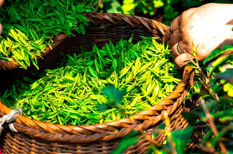 Tea Leaves