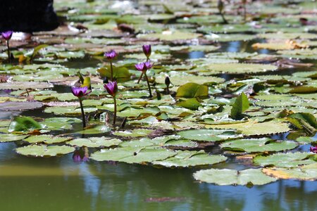 Flower water flora photo