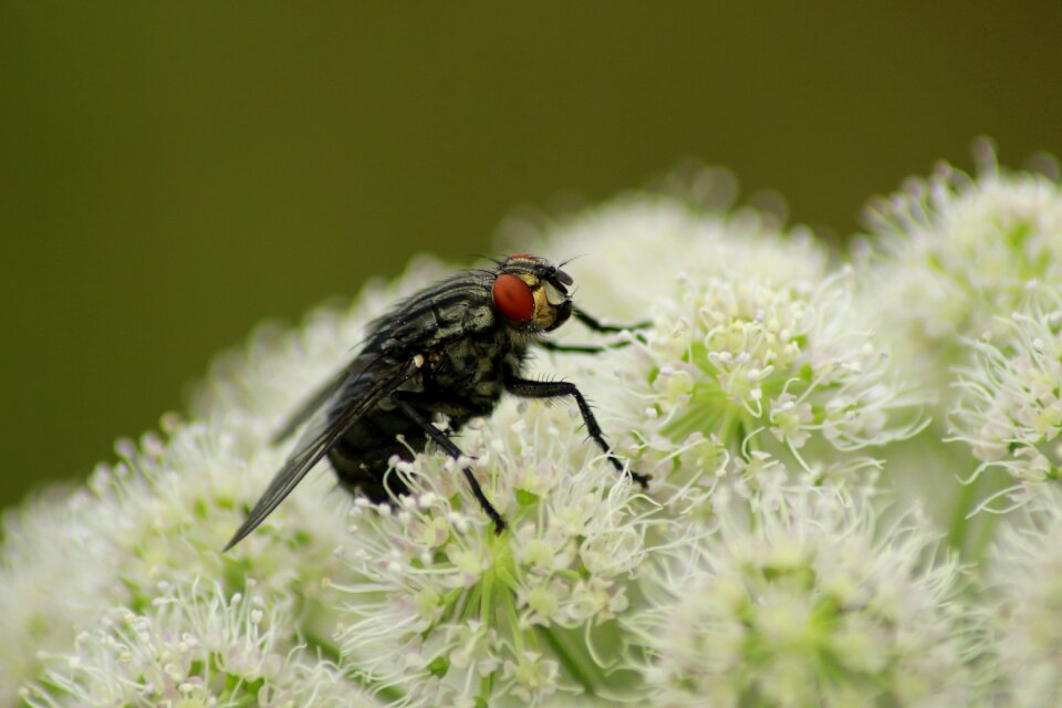 Nature insect pollen