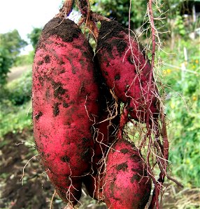 Sweet Potato Vegetable photo