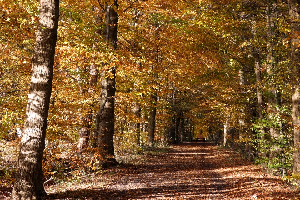 Away trees autumn