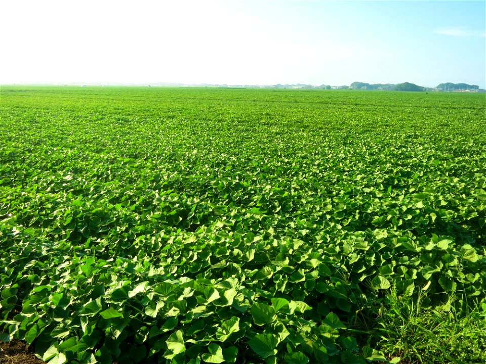Sweet Potato Field