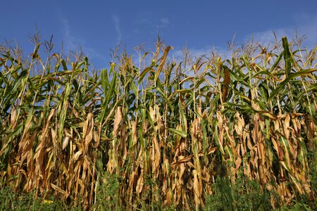 Food agriculture corn plants