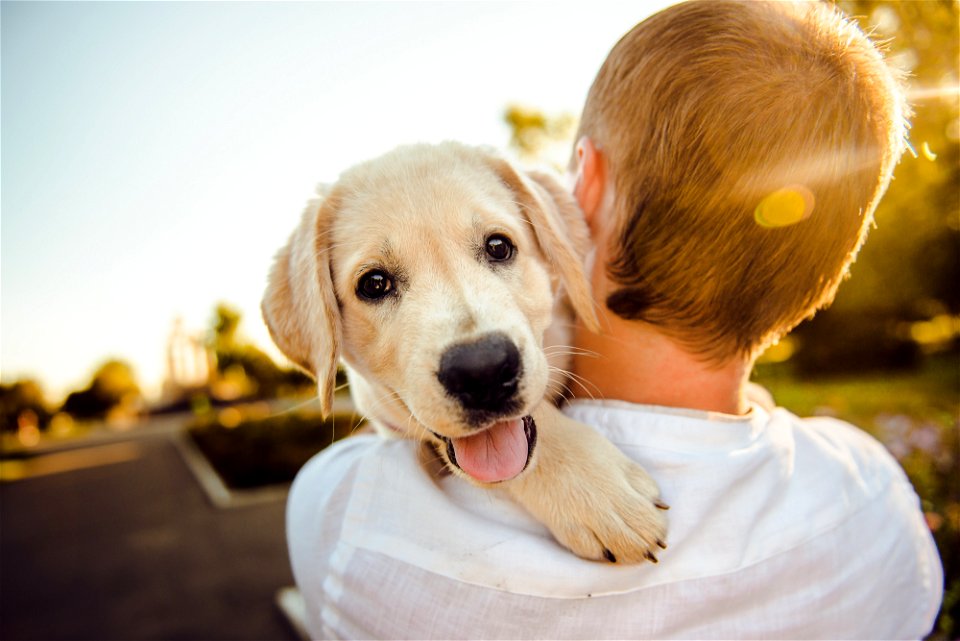 Boy Puppy Labrador Retriever photo