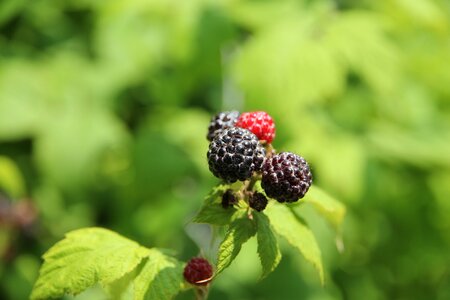 Bush fruit black photo