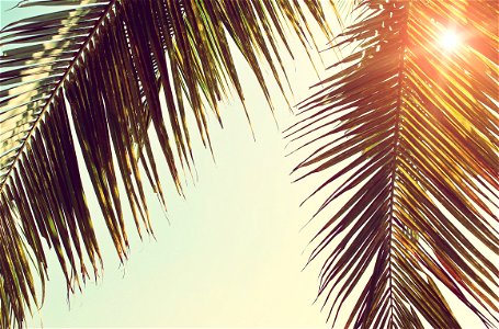 Palm Leaf Sunshine