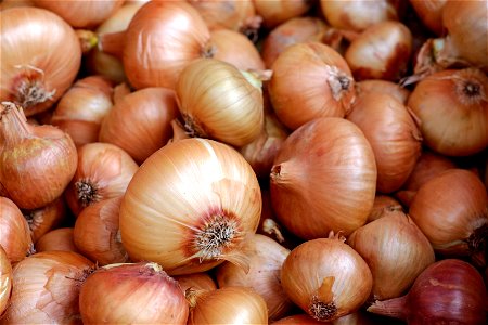 Onion Vegetable Food photo