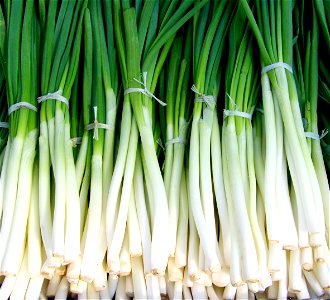 Japanese Bunching Onion Vegetable