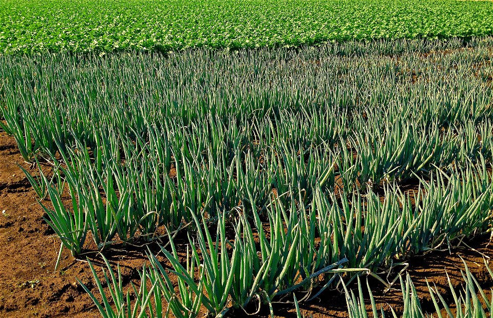 Japanese Bunching Onion Field