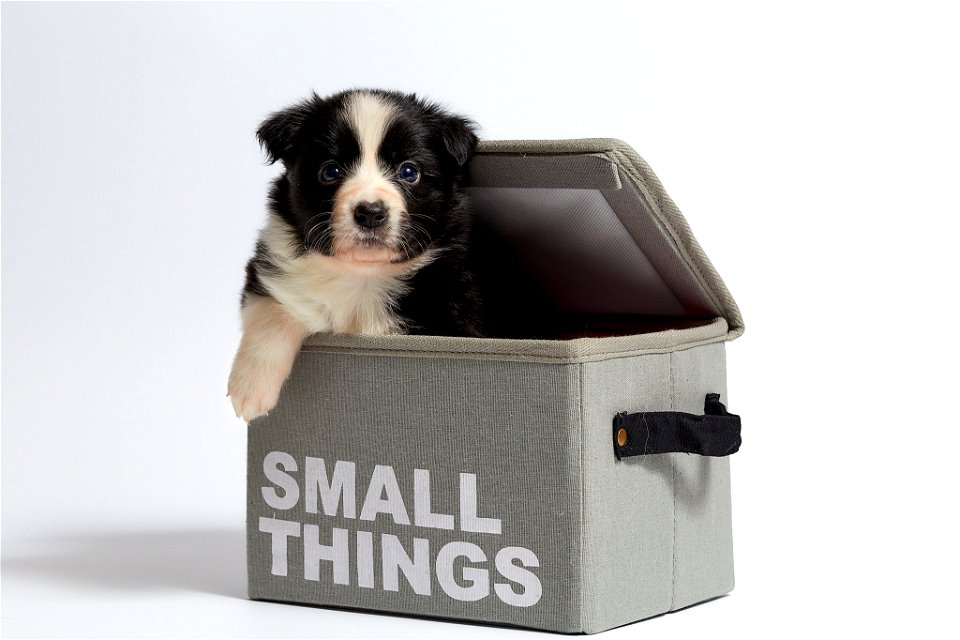 Border Collie Puppy Dog