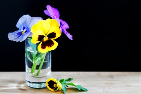 Pansy Flower photo