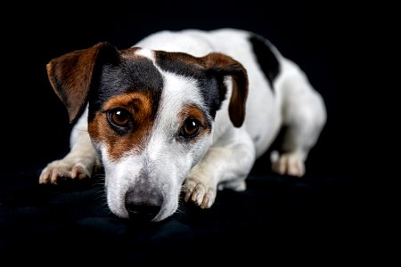 Jack Russell Terrier Dog photo