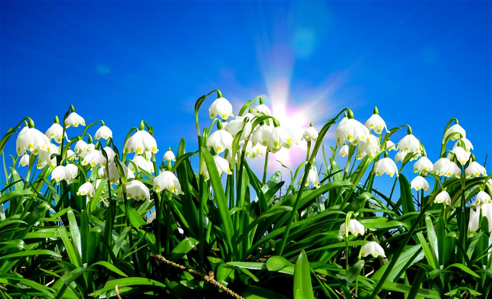 Snowflake Flower Sunshine