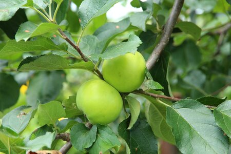 Nature sheet food