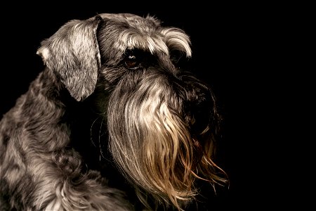 Miniature Schnauzer Dog photo