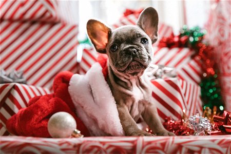 Boston Terrier Dog Christmas photo