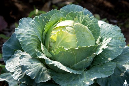 Cabbage Food Vegetable photo