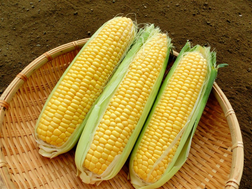 Corn Vegetable Food