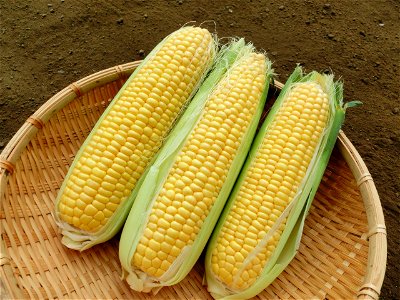 Corn Vegetable Food