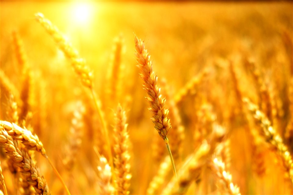 Wheat Field Sunshine