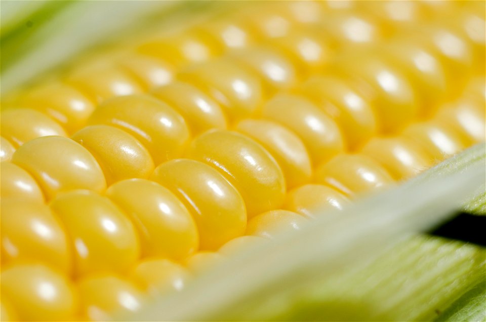 Corn Vegetable Food