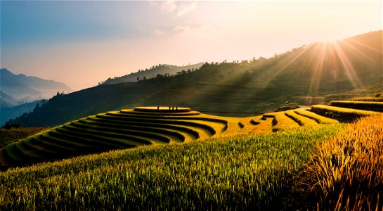 Terraced Rice Fields