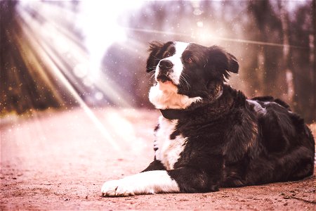 Sunbeam Dog Animal photo