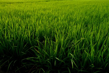 Rice Fields Malaysia photo