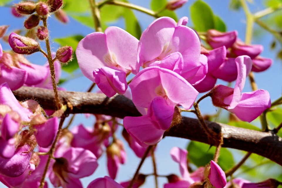 Blooming tree branch flowers
