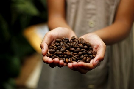 Coffee Beans Hands photo