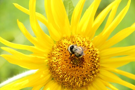 Summer yellow bumblebee photo