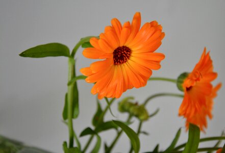 Bouquet offer decoration