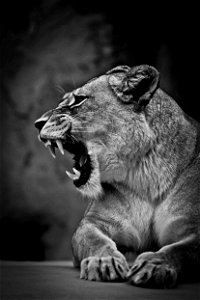 Lion Animal Angry photo