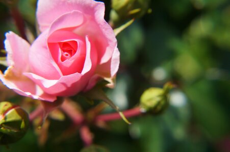 Nature blossom bloom