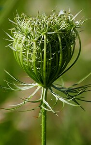 Cup bud green