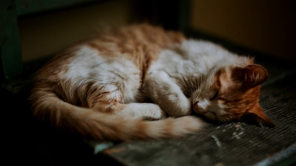 Cat Animal Sleep photo