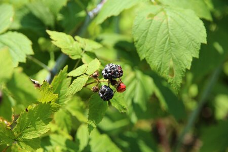 Bush fruit black