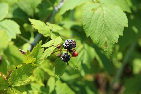 Bush fruit black photo